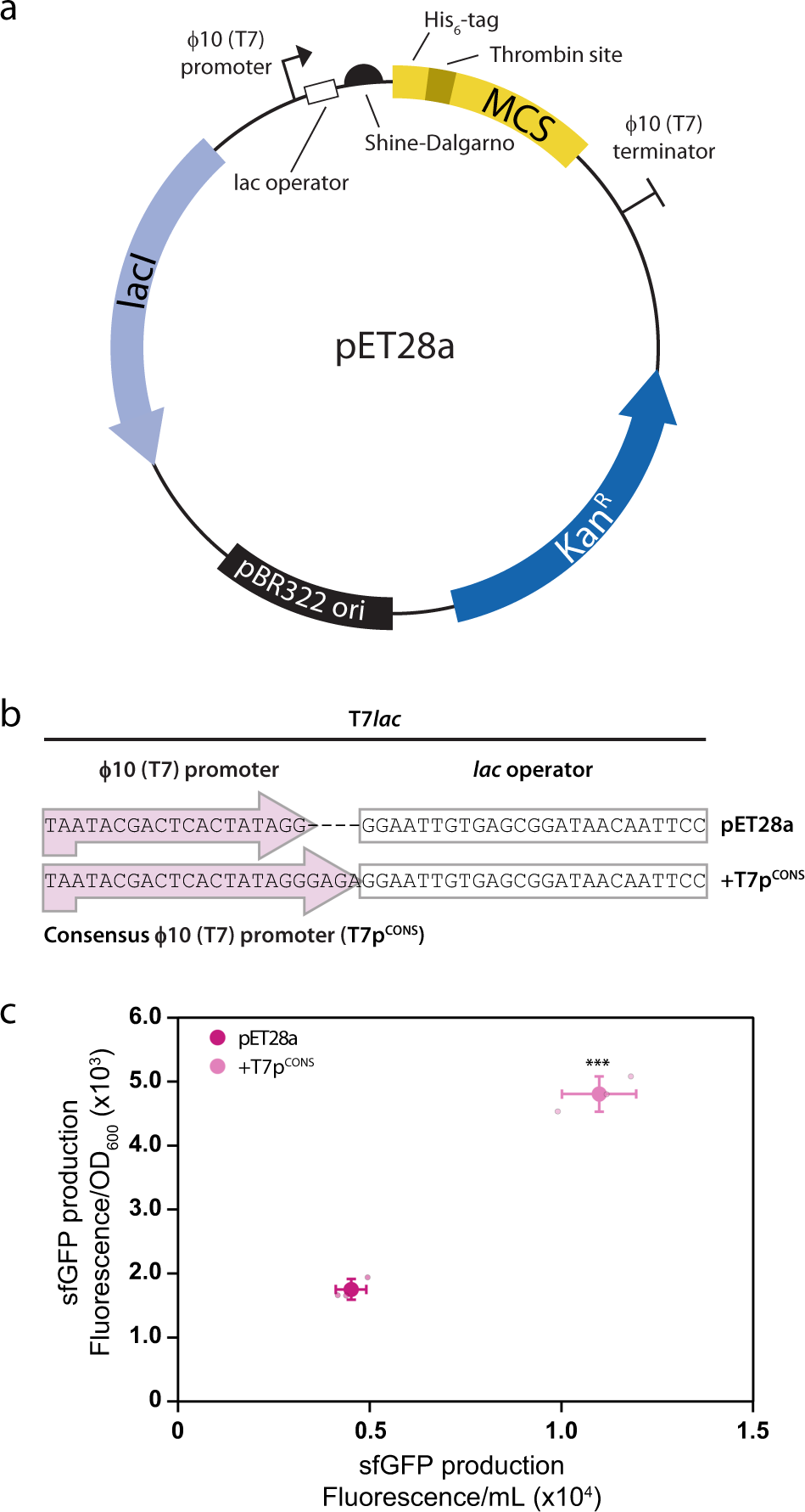 Improved designs for pET expression plasmids increase protein production  yield in Escherichia coli | Communications Biology