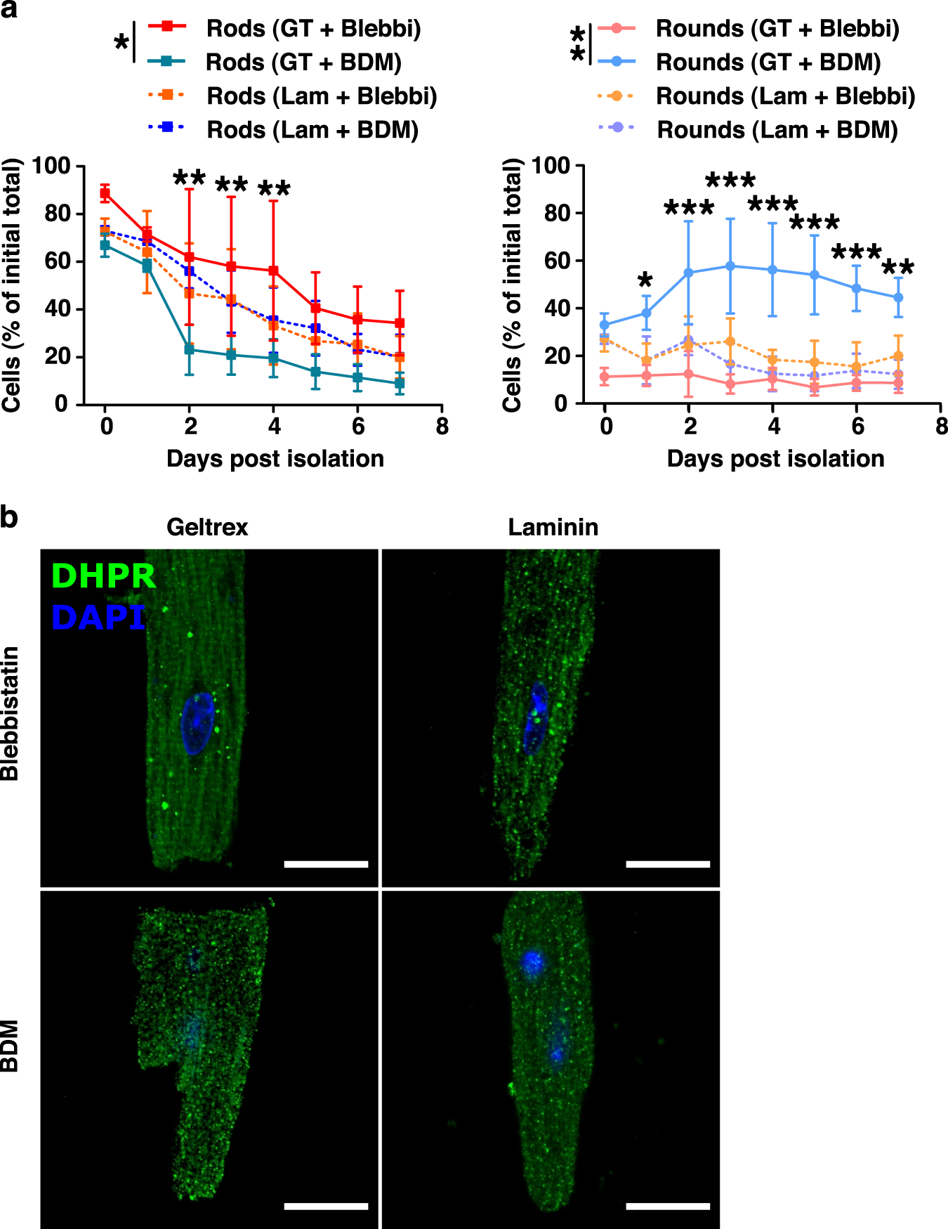 Fig. 2: Adult cardiomyocyte cultures using a combination of Geltrex or laminin and the contractile inhibitor blebbistatin or butanedione monoxime over 1 week-post isolation.