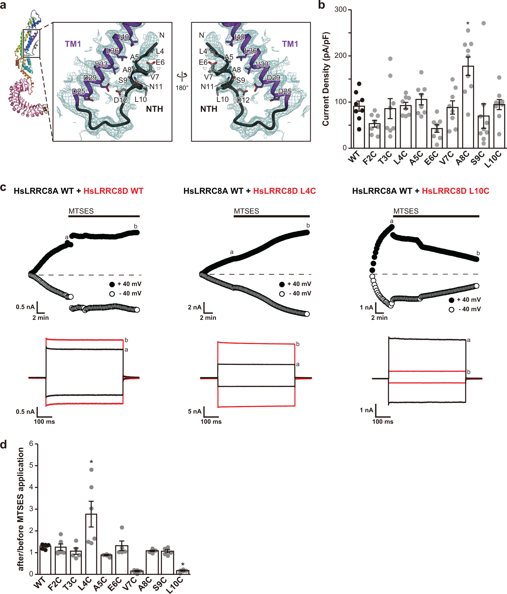 Fig. 4: Role of the NTH in substrate permeation.