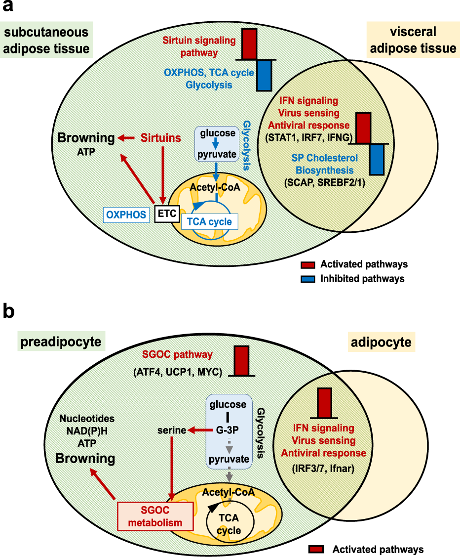 Fig. 8: Metabolic reprogramming associated with influenza infection in subcutaneous adipose tissue (in vivo) and in preadipocytes (in vitro).