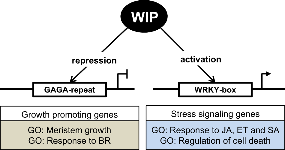 Fig. 6: Schematic model of how WIP TFs control plant growth.