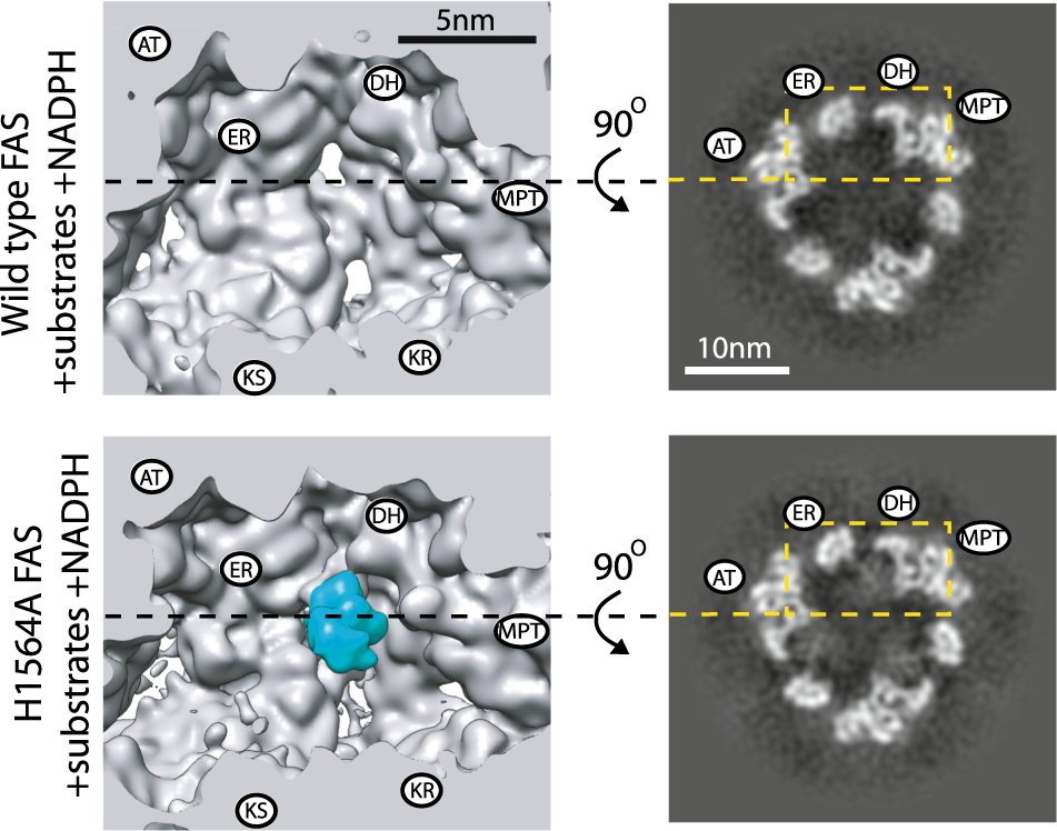 Fig. 2: Cross-section of cryoEM density maps of WT and DH (H1564A) mutant FAS in the presence of substrates and NADPH.