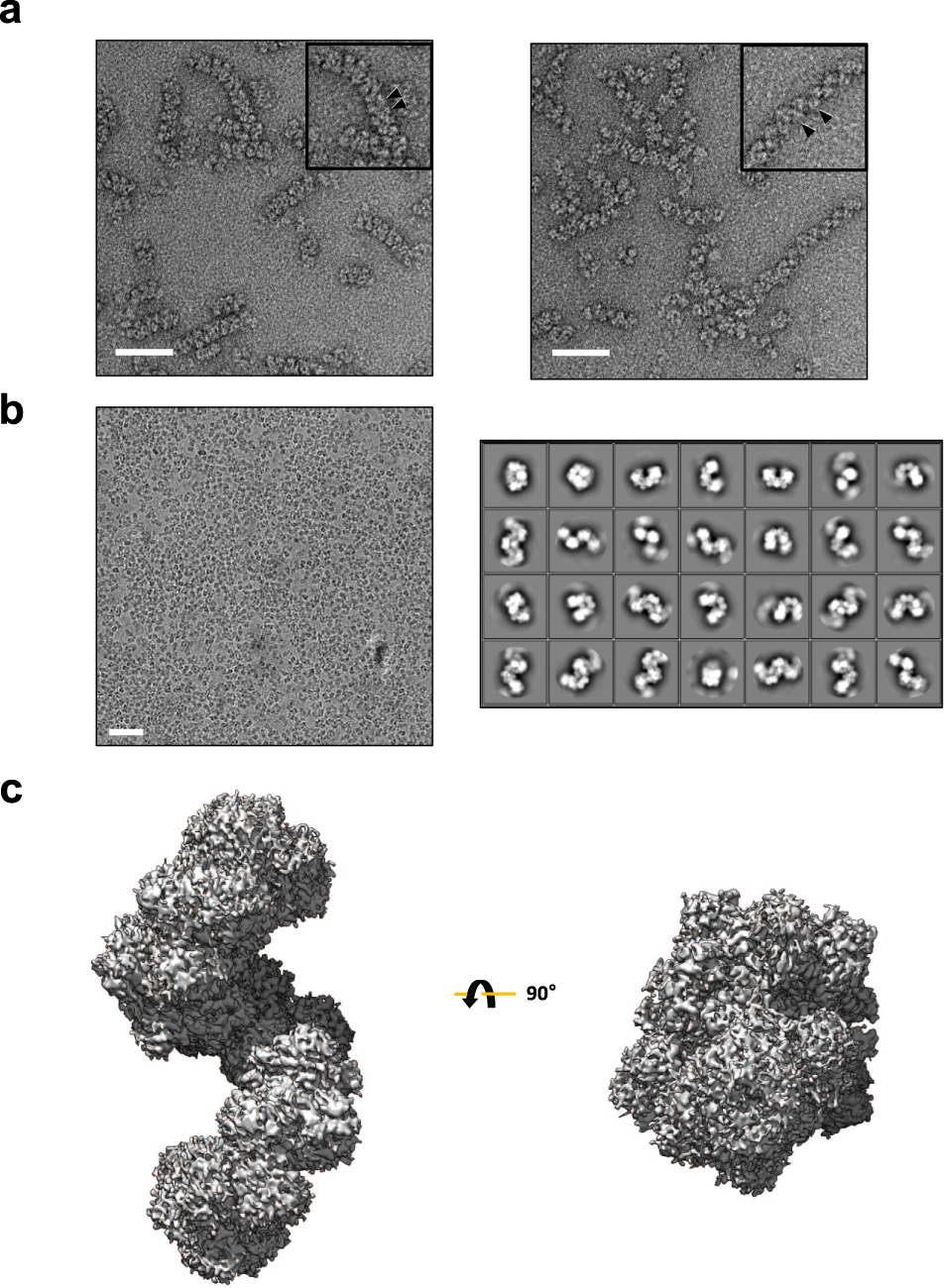Fig. 1: Cryo-EM analysis of AdhE spirosomes.