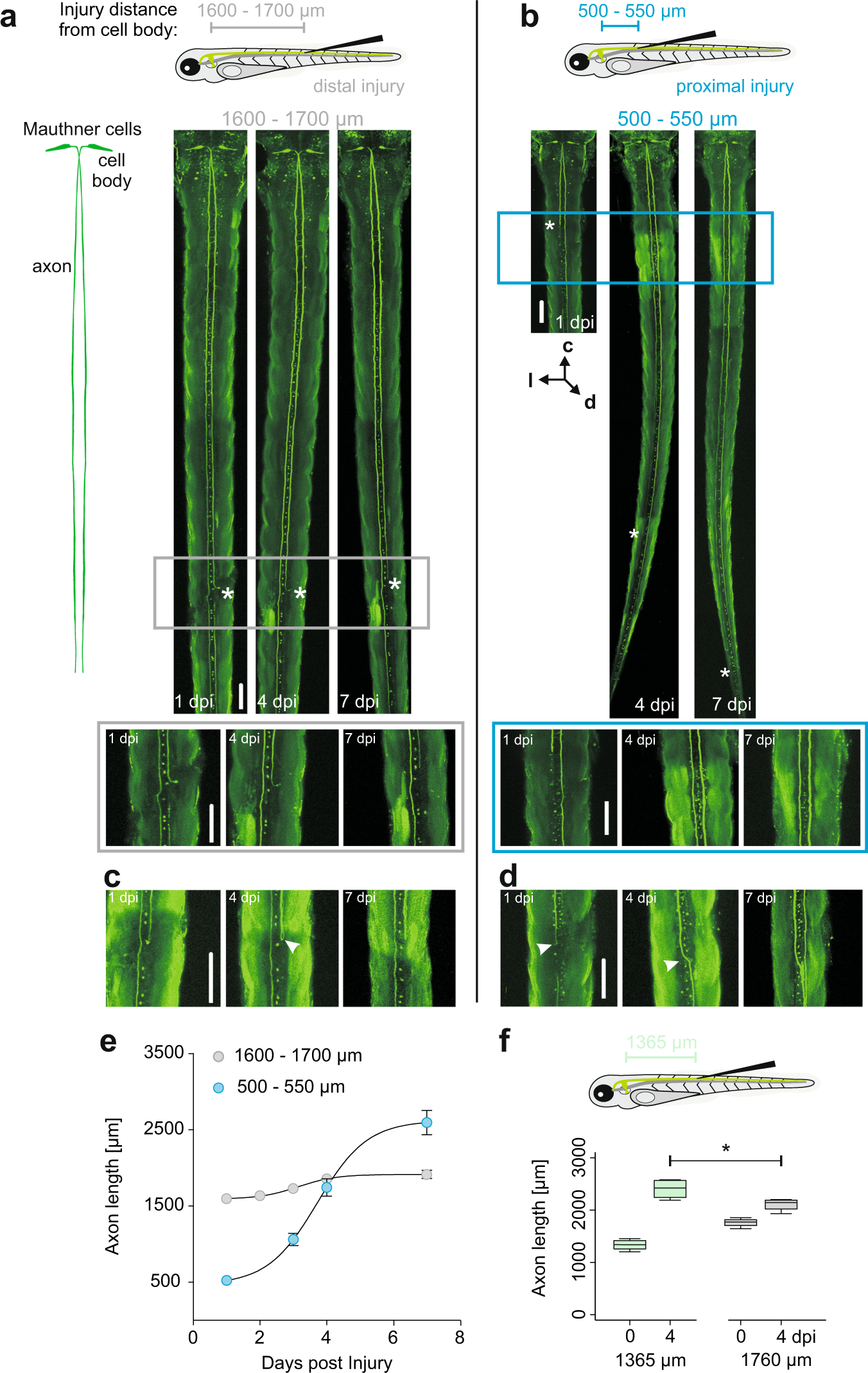 High Resolution Mapping Of Injury Site Dependent Functional Recovery In A Single Axon In Zebrafish Communications Biology High Resolution Mapping Of Injury Site Dependent Functional Recovery In A Single Axon In Zebrafish Communications Biology