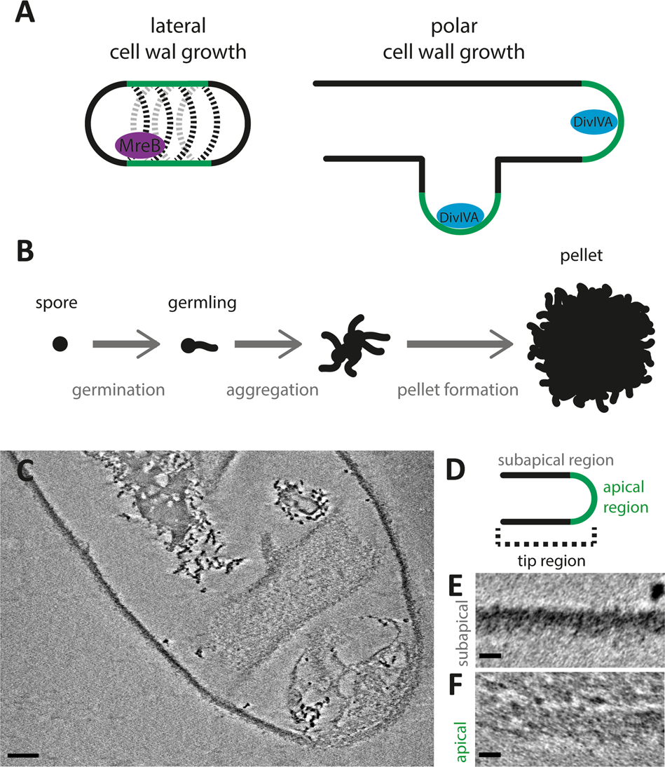 Fig. 1: Model of Streptomyces growth and cryo-ETs of isolated S. coelicolor sacculi.