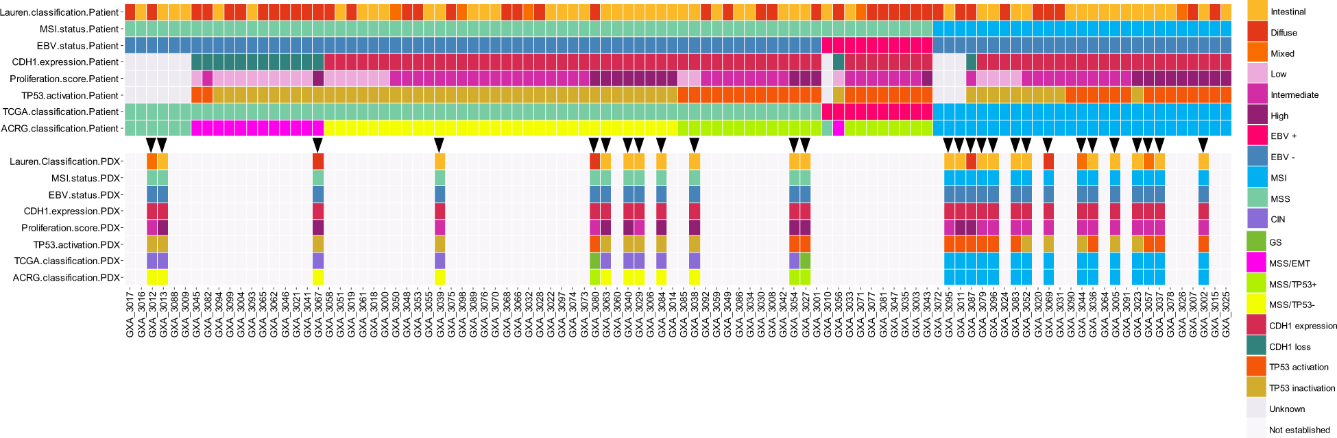 Fig. 1: Subtypes of gastric cancer tumors and resulting PDX.