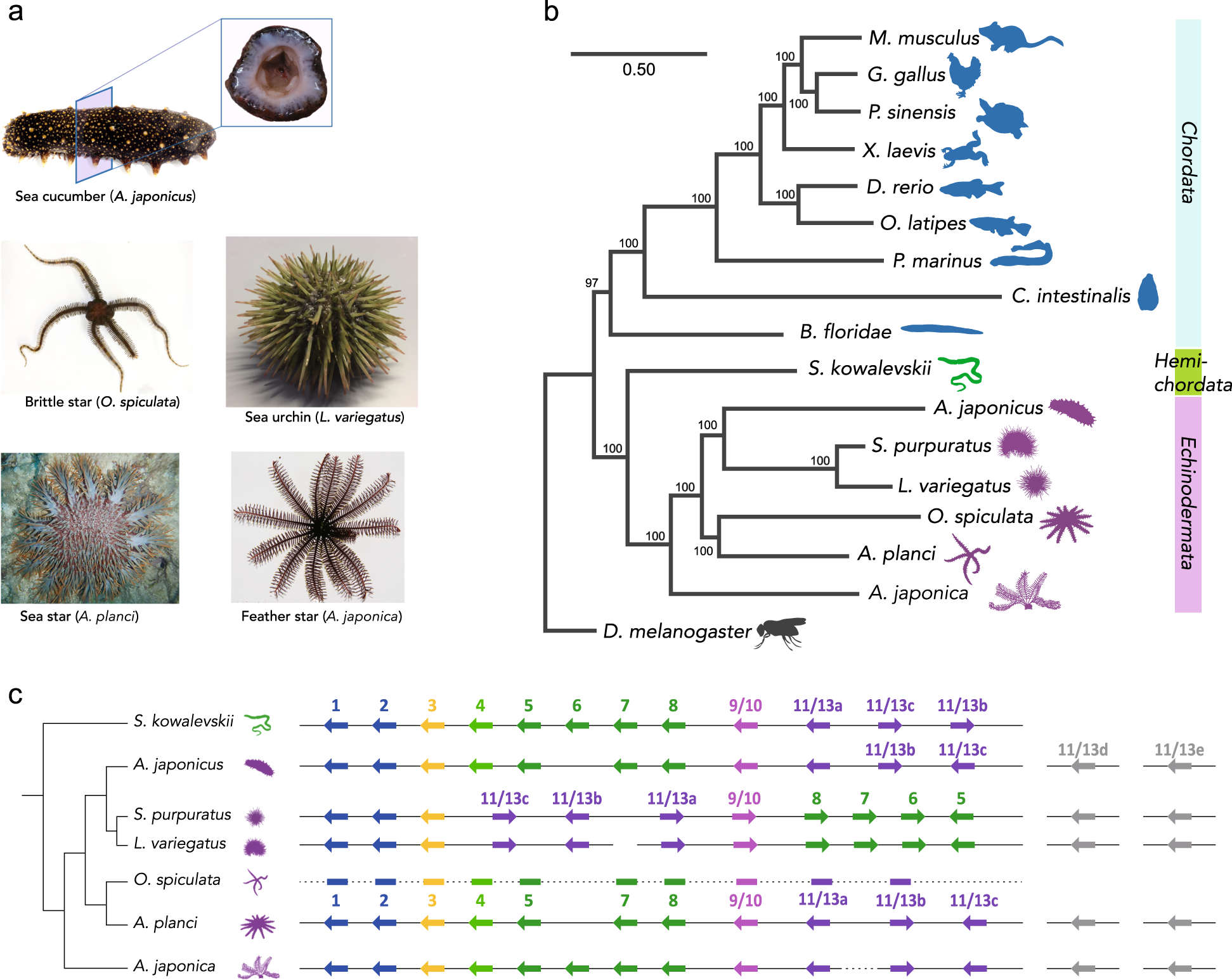 Genomic insights of body plan transitions from bilateral to pentameral  symmetry in Echinoderms | Communications Biology