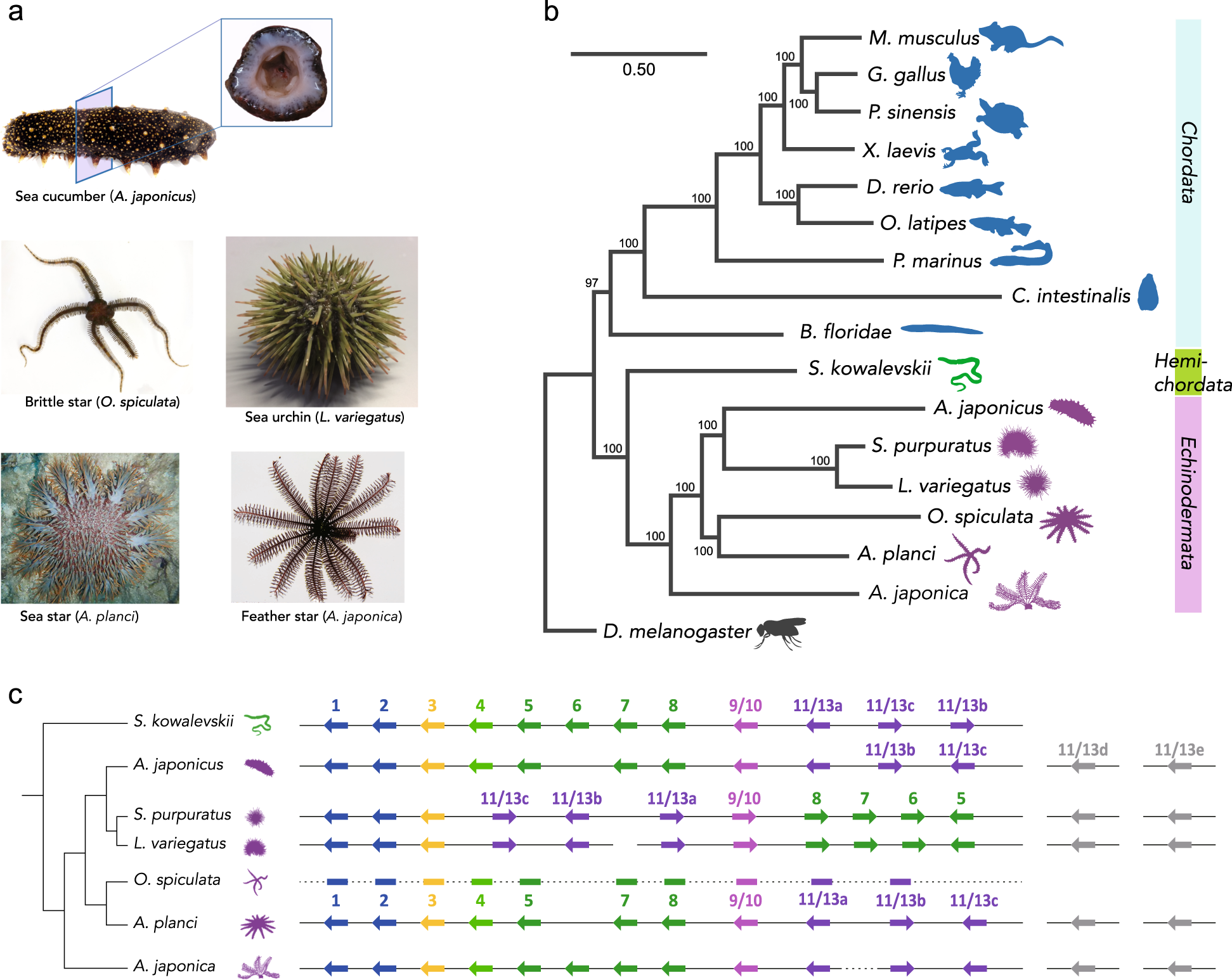 5 classes of echinoderms