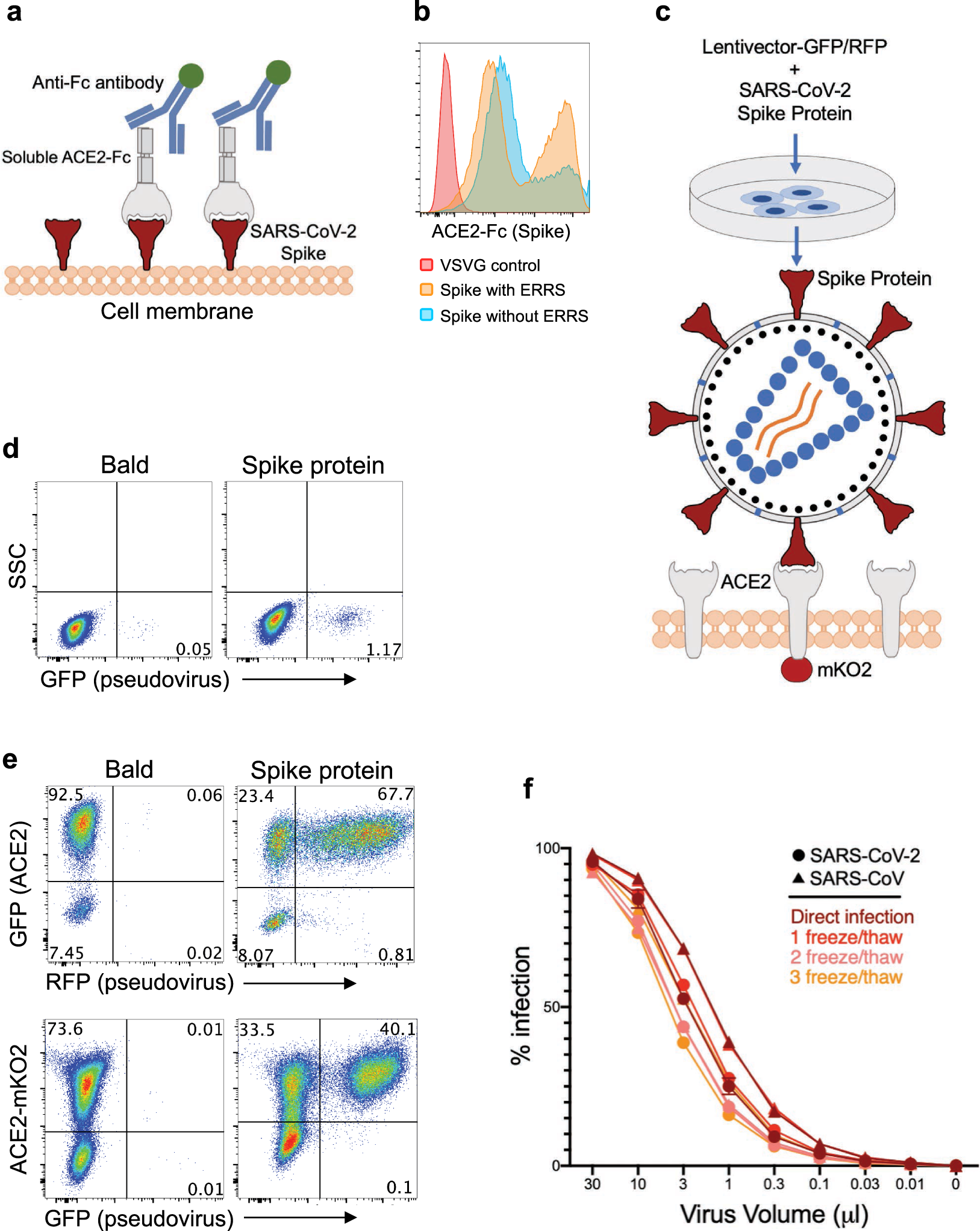 Fig. 3: Development of SARS-CoV-2 and SARS-CoV spike-protein pseudotyped lentiviruses.