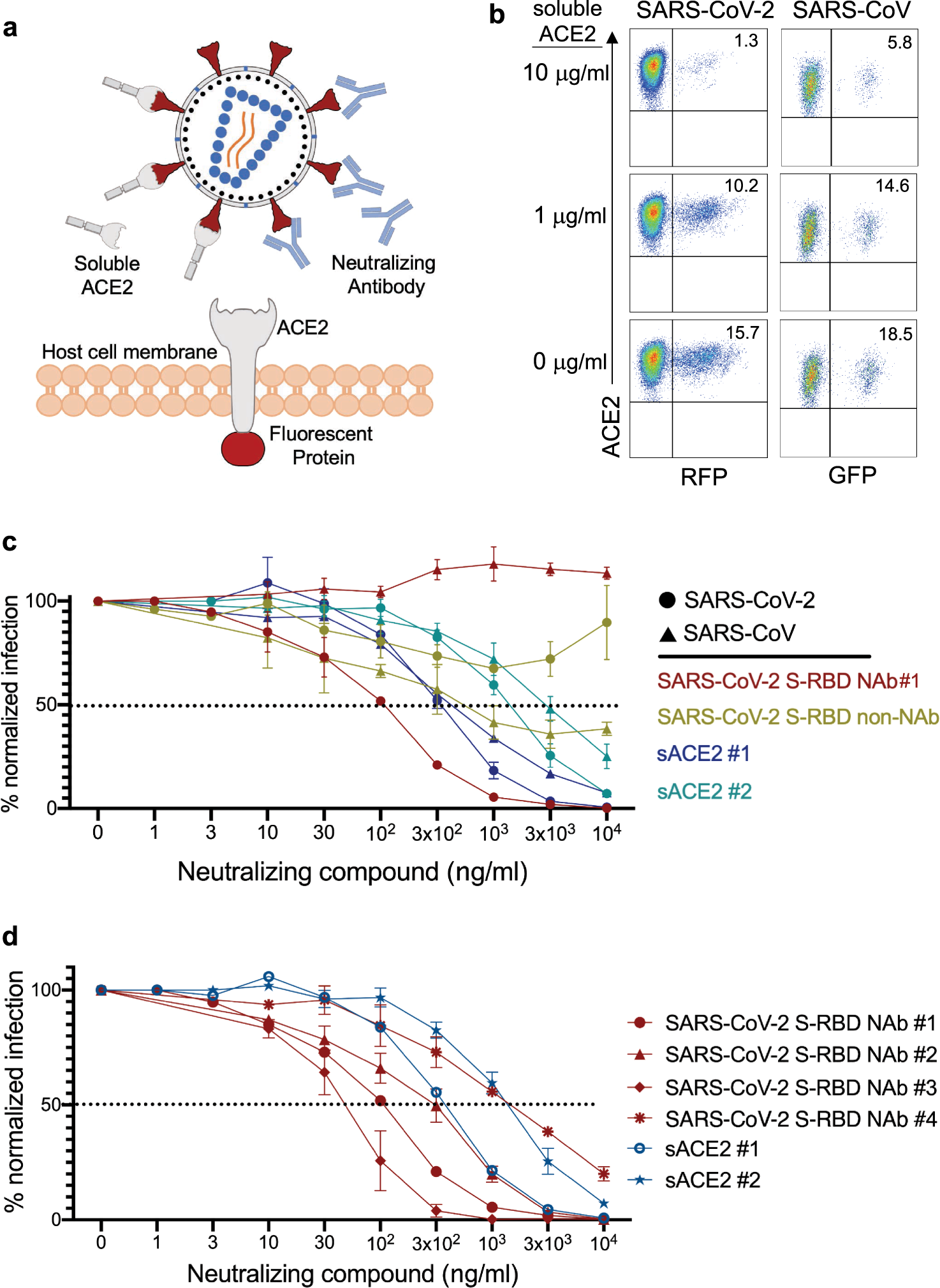 Fig. 4: Neutralization of SARS-CoV-2 and SARS-CoV pseudoviruses with soluble ACE2 and Nabs.