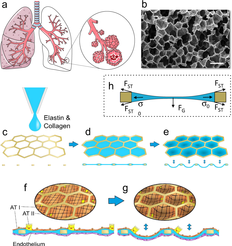Second-generation lung-on-a-chip with an array of stretchable alveoli made  with a biological membrane | Communications Biology