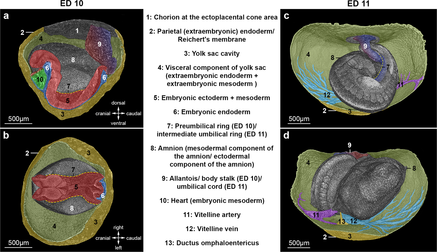 Midgut development in rat embryos using microcomputed tomography |  Communications Biology