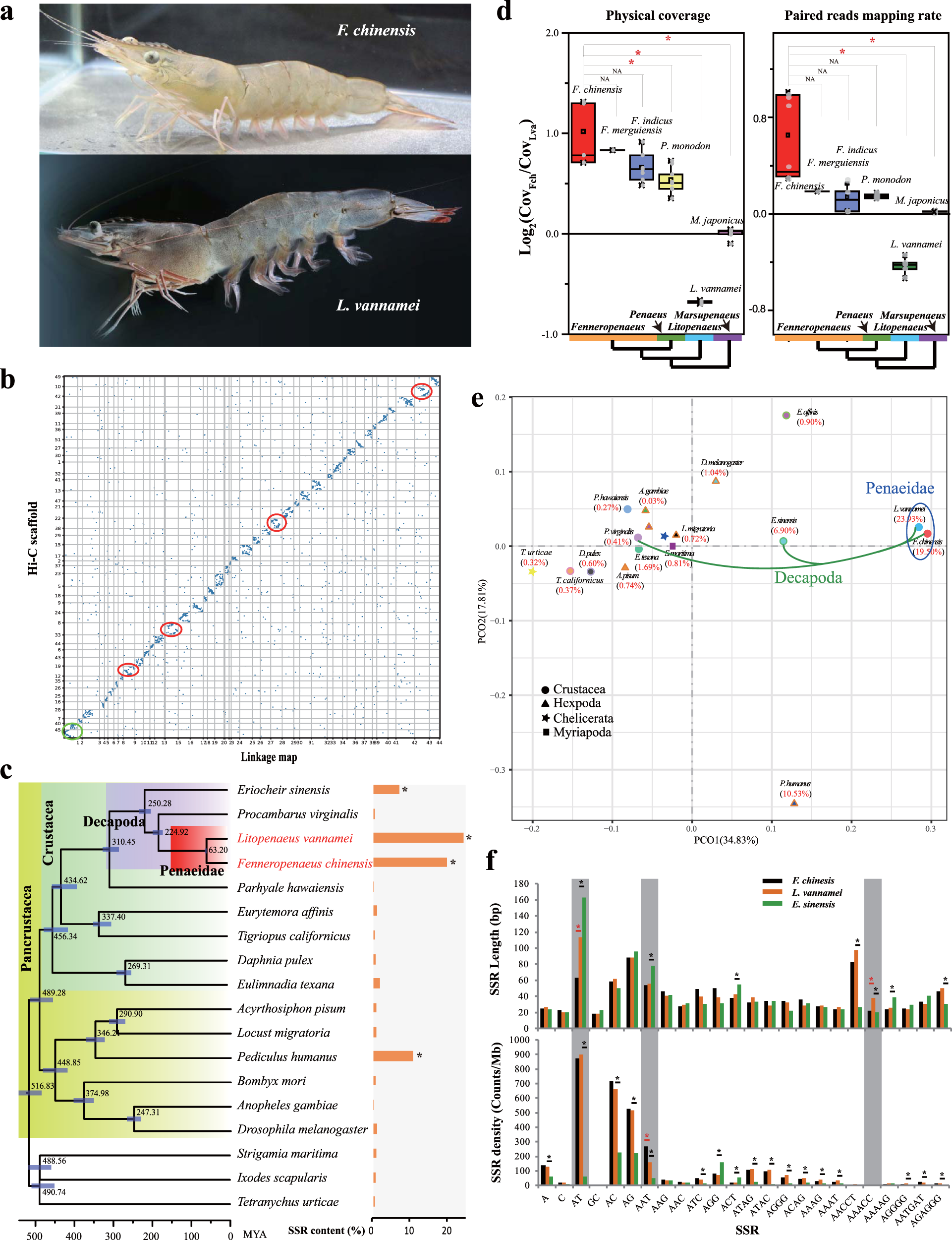 Simple Sequence Repeats Drive Genome Plasticity And Promote Adaptive Evolution In Penaeid Shrimp Communications Biology