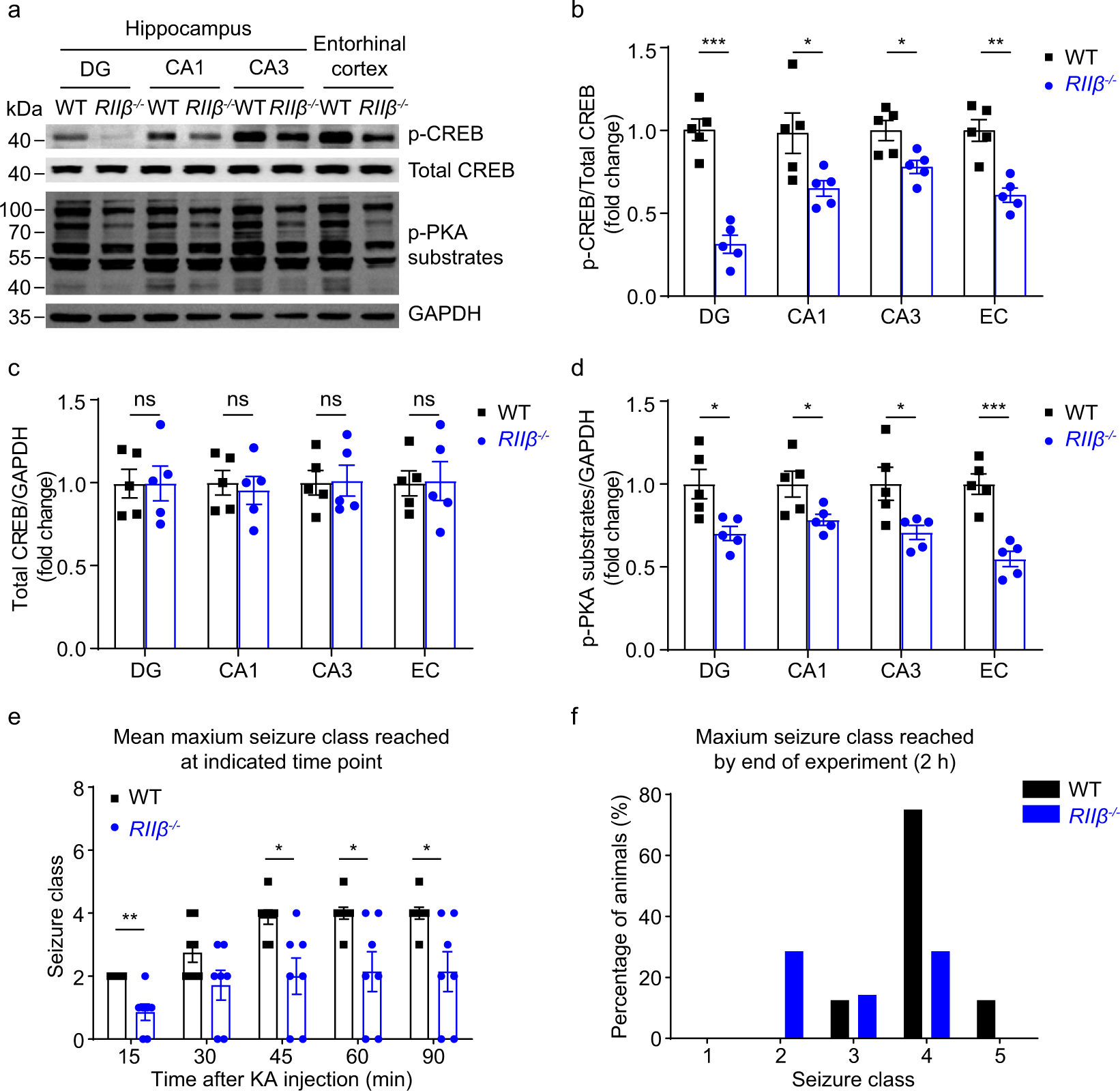 Fig. 3: Decreased phosphorylation of CREB and PKA substrates in RIIβ-/- mice, and RIIβ null exhibited anticonvulsant activity in KA-induced mouse experimental seizure model.