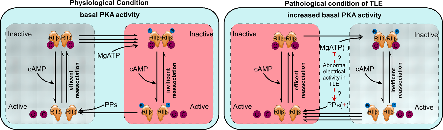 Fig. 7: The proposed mechanism underlying the increased PKA activities in TLE patients and KA-induced experimental seizure model mice.