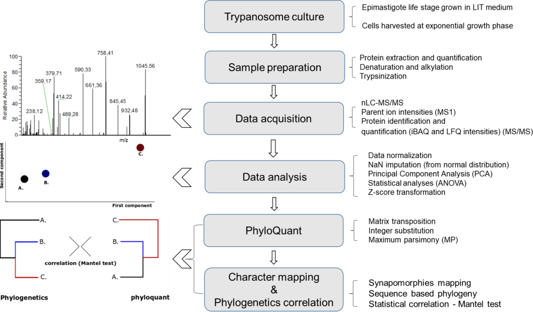 Frontiers  Trypanosoma cruzi Genomic Variability: Array