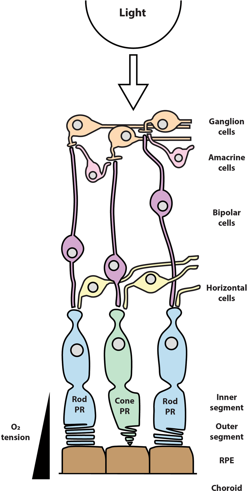 Photoreceptor metabolic reprogramming: current understanding and  therapeutic implications