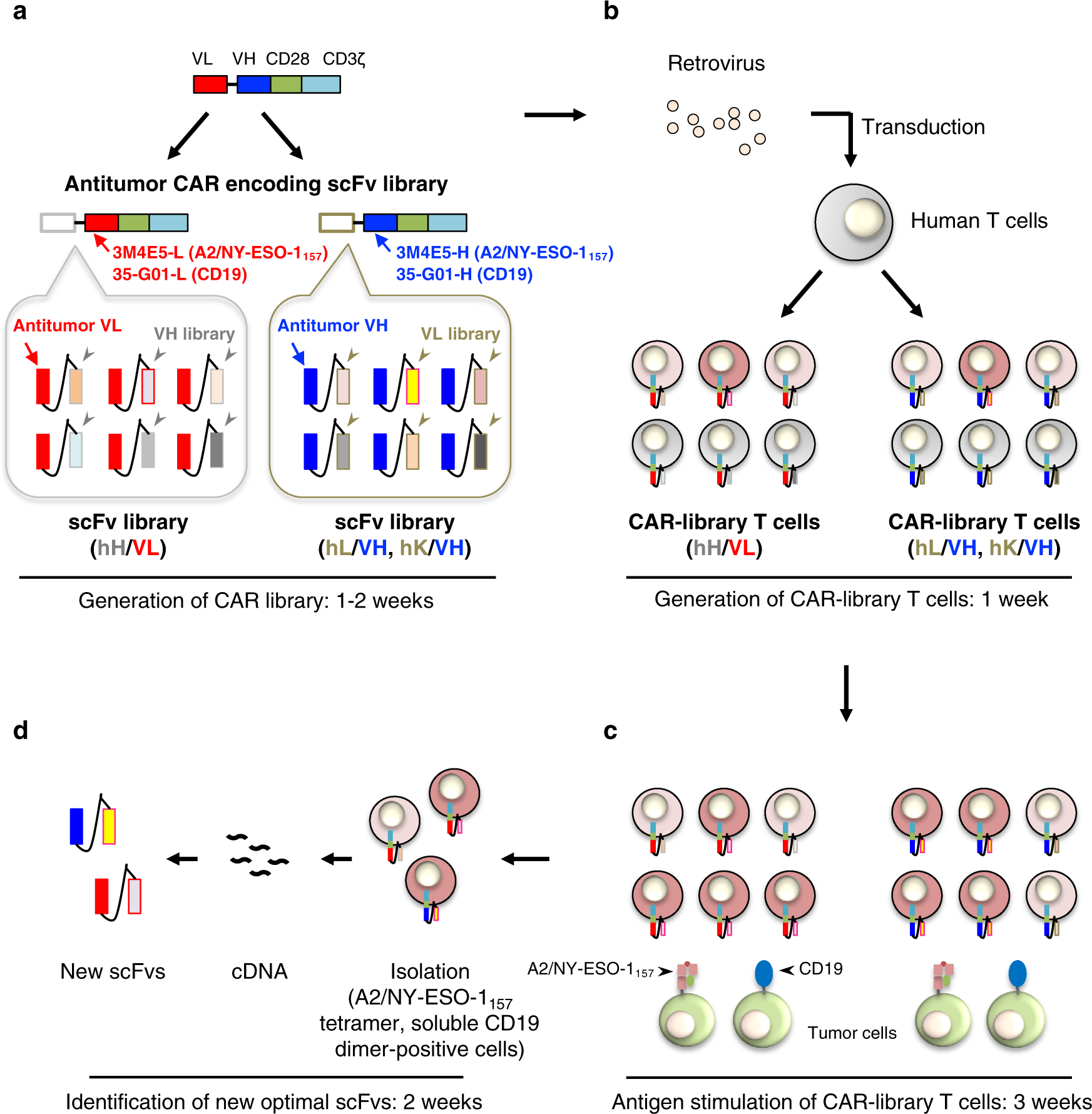 A single-chain antibody generation system yielding CAR-T cells with  superior antitumor function | Communications Biology