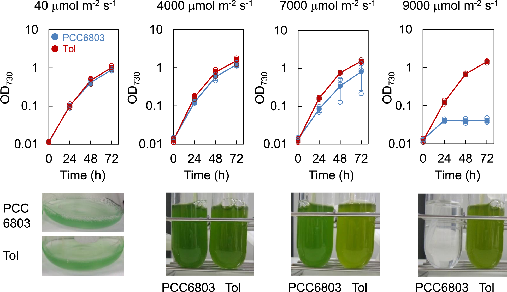 Fig. 1: Cell growth of PCC6803 and Tol strains under different light intensity conditions.