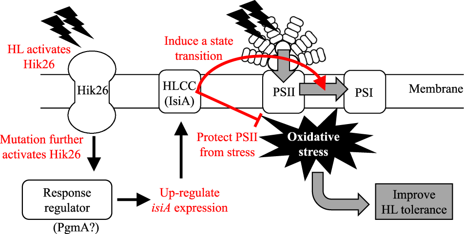 Fig. 6: A scheme of the mechanism of HL tolerance in the Tol strain.
