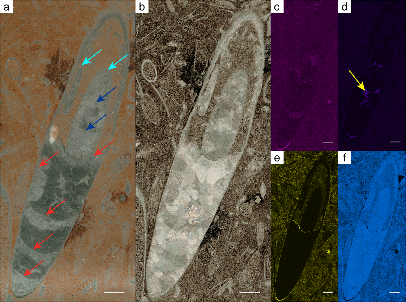 A potential cephalopod from the early Cambrian of eastern Newfoundland,  Canada | Communications Biology