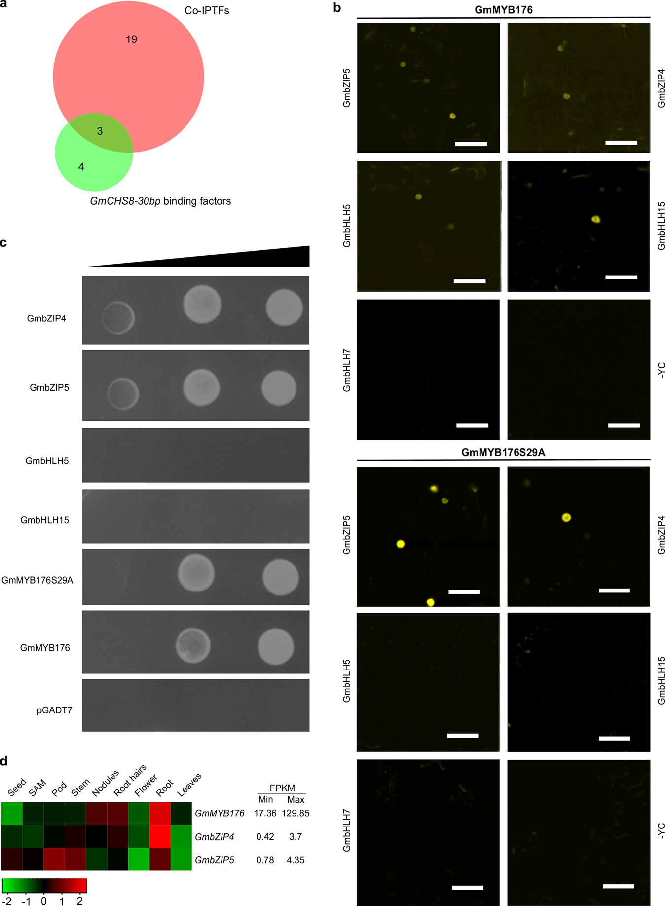 Fig. 2: GmMYB176-interacting transcription factors and their DNA binding activity.