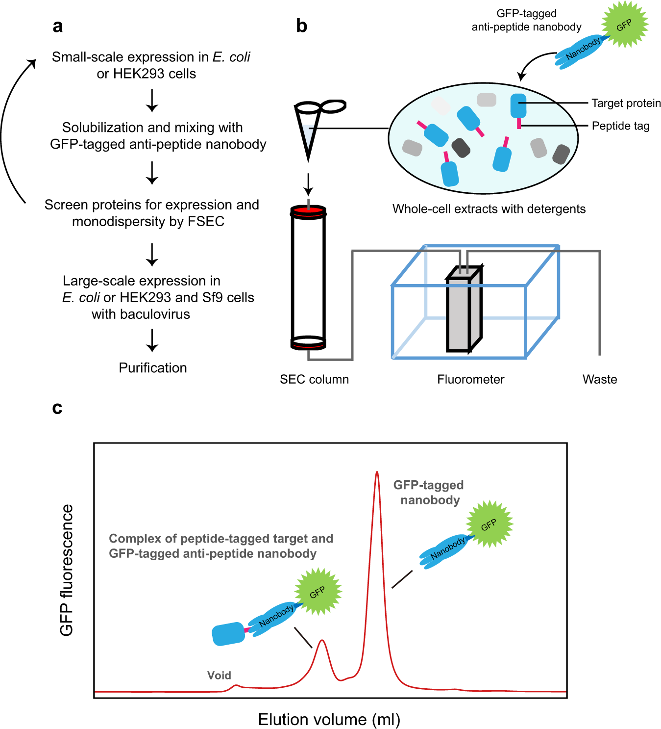 Fluorescence Detection Size Exclusion Chromatography Utilizing Nanobody Technology For Expression Screening Of Membrane Proteins Communications Biology