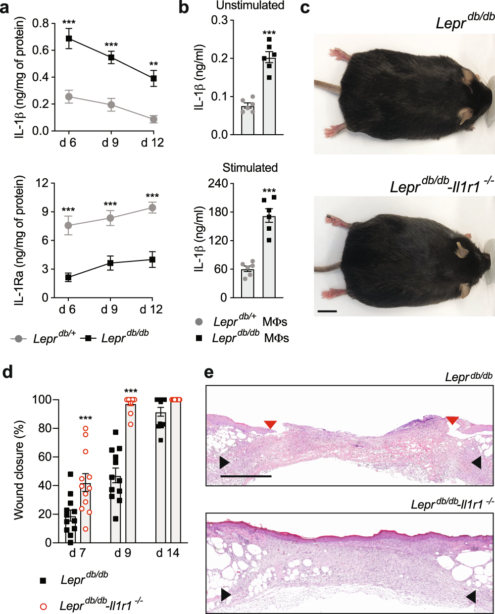 Restoration of the healing microenvironment in diabetic wounds with  matrix-binding IL-1 receptor antagonist | Communications Biology