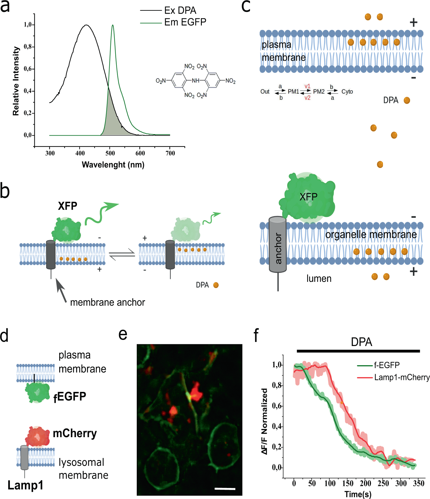 Imaging the electrical activity of organelles in living cells