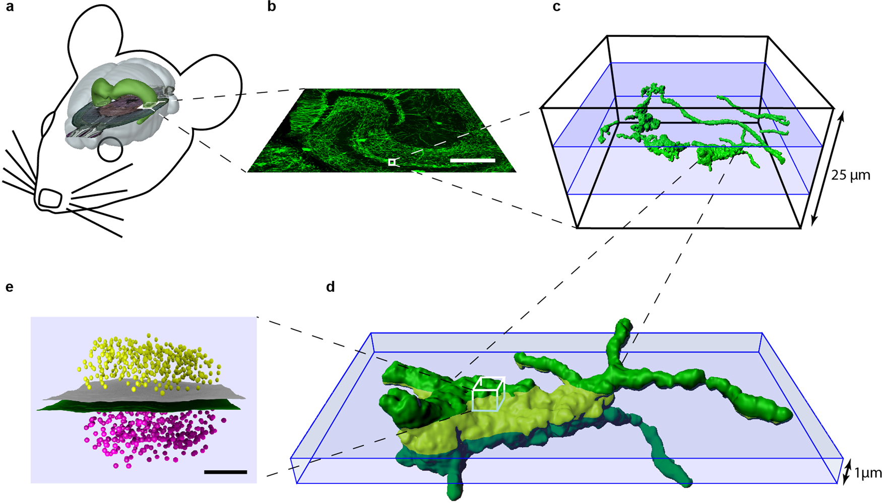 Fig. 1: Schematic overview for targeted imaging of hippocampal mossy fiber synaptic contacts.