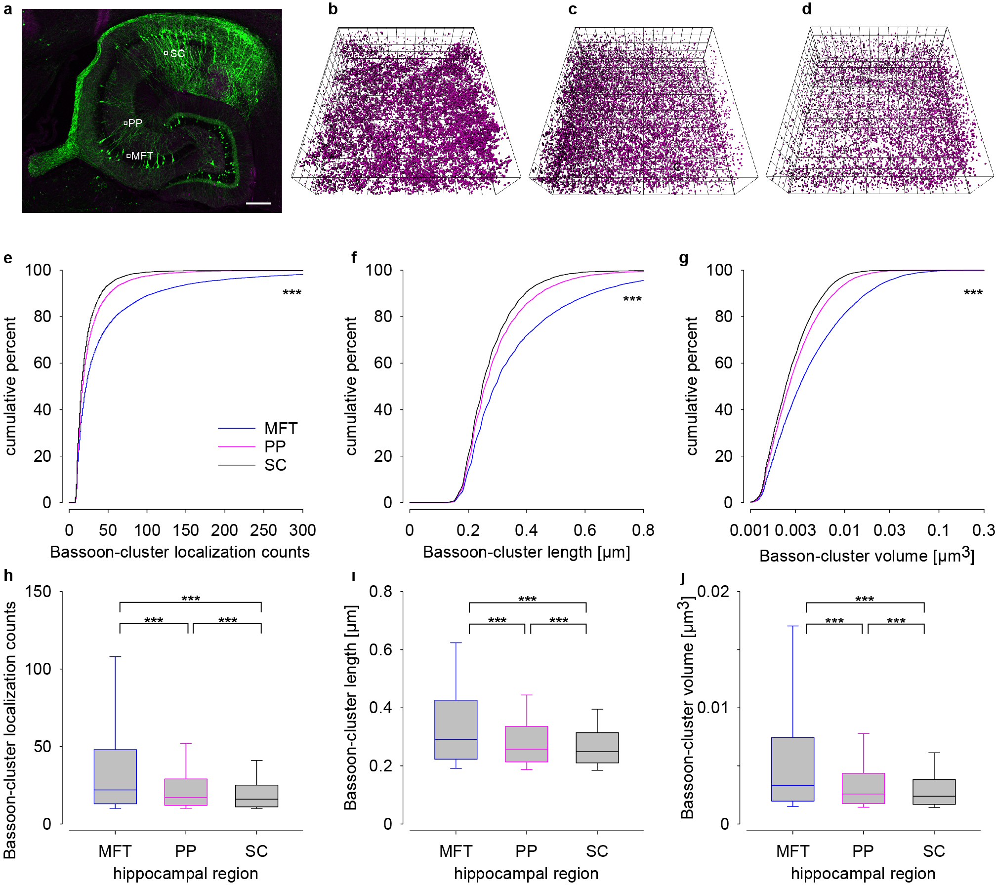 Fig. 4: En bloc 3D imaging in 25 µm thick tissue slice revealed different Bassoon patterns in three distinct hippocampal circuits.