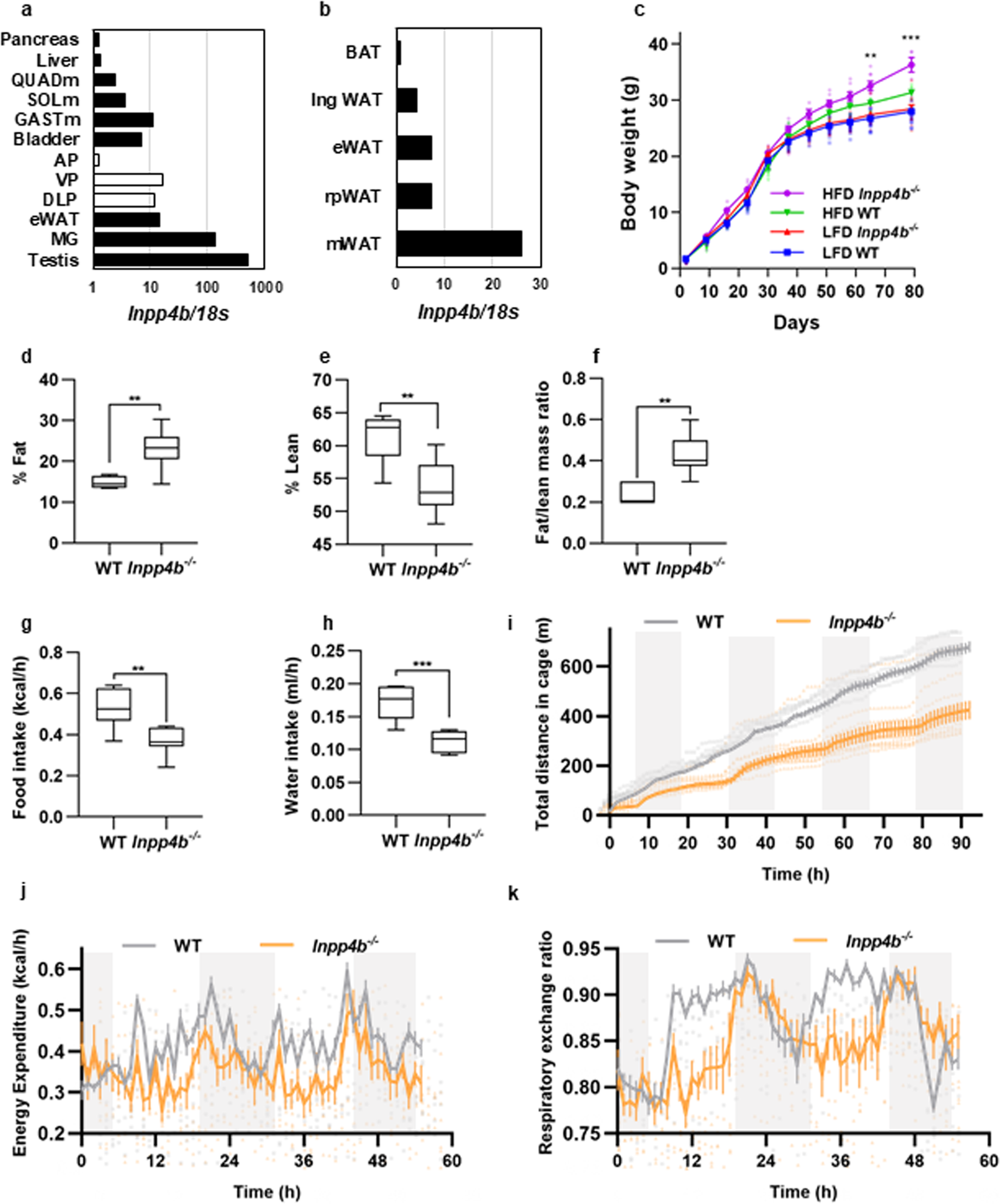 INPP4B protects from metabolic syndrome and associated disorders |  Communications Biology