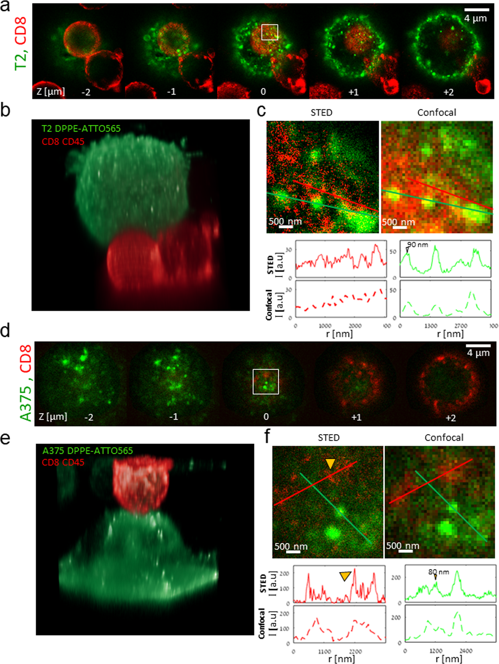 Fig. 2: STED microscopy of CD8+ T cell conjugates with APCs and melanoma cells.