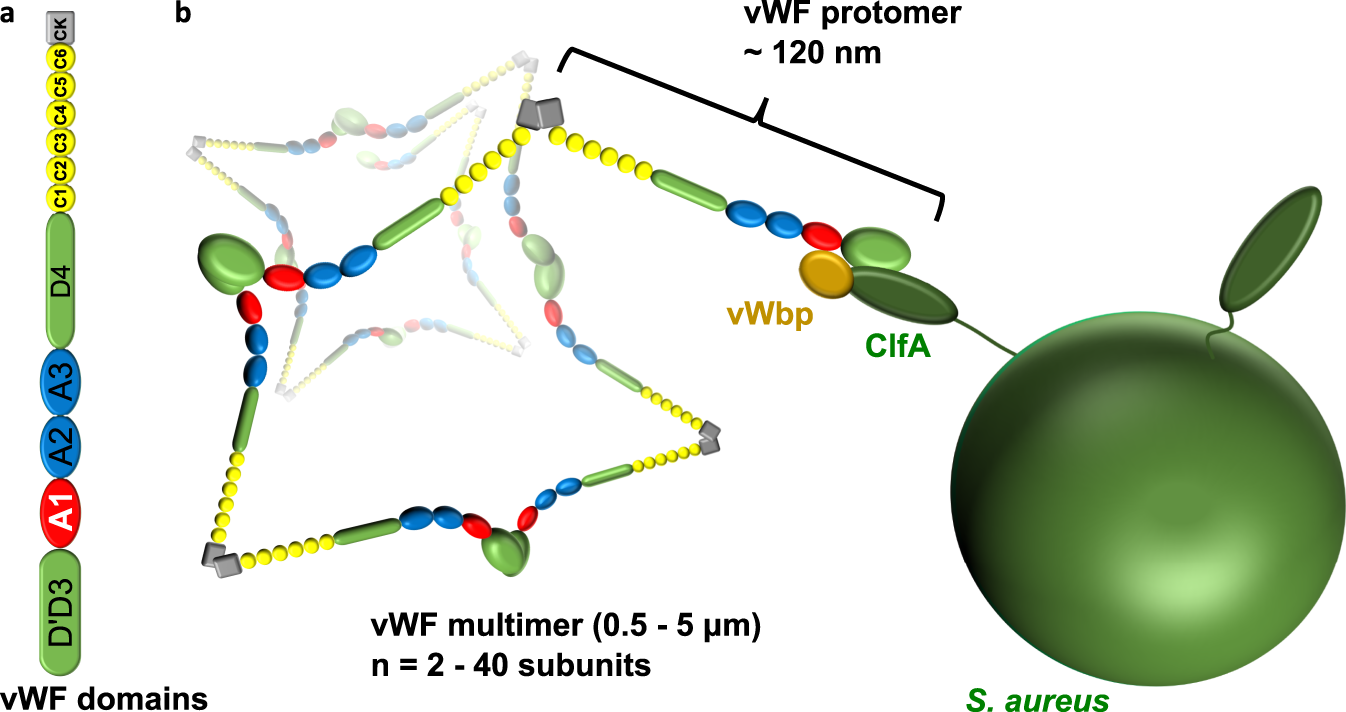 Staphylococcus aureus vWF-binding protein triggers a strong interaction  between clumping factor A and host vWF | Communications Biology
