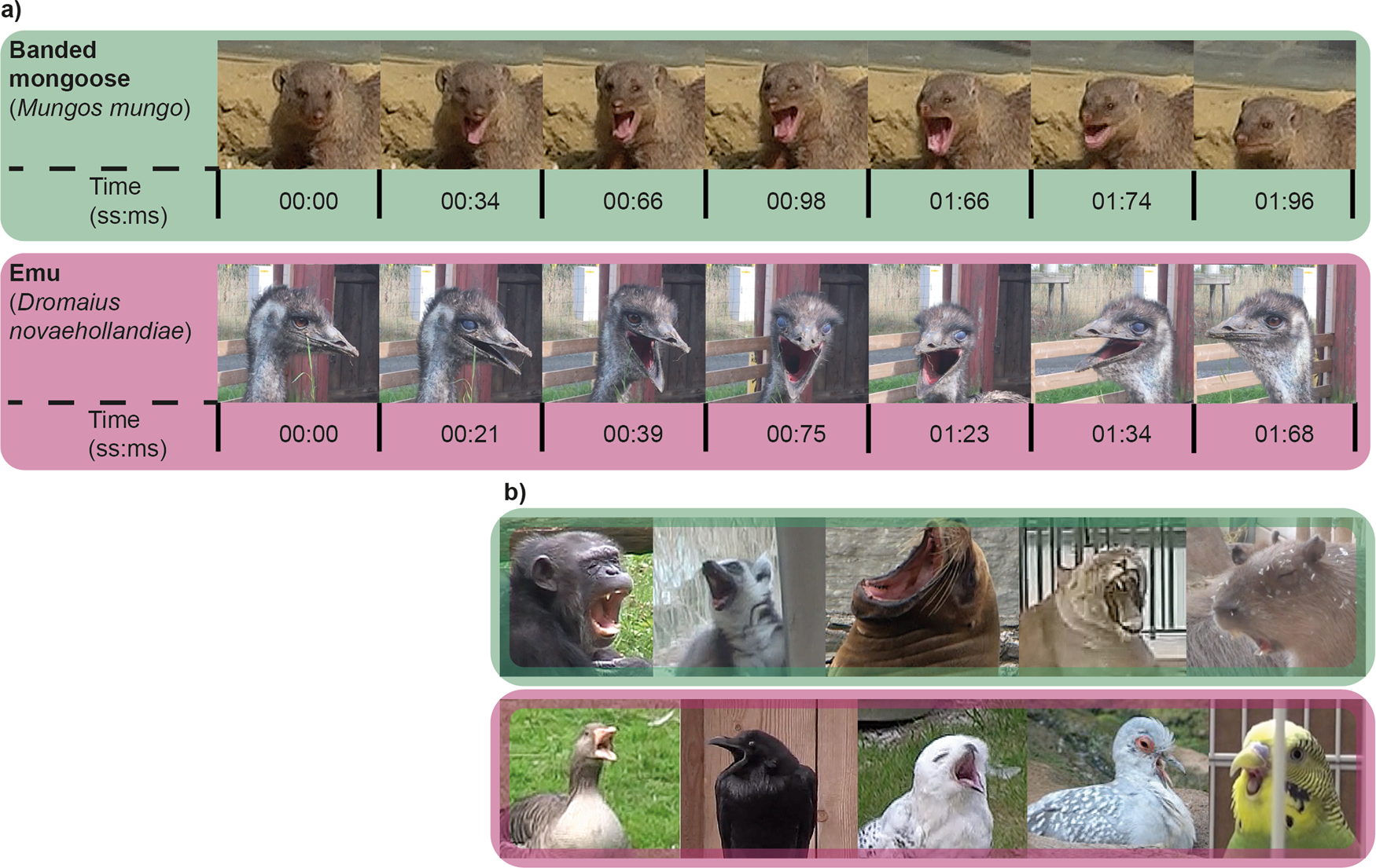 Brain size and neuron numbers drive differences in yawn duration across mammals and birds | Communications Biology Brain size and neuron numbers drive differences in yawn duration across mammals and birds | Communications Biology