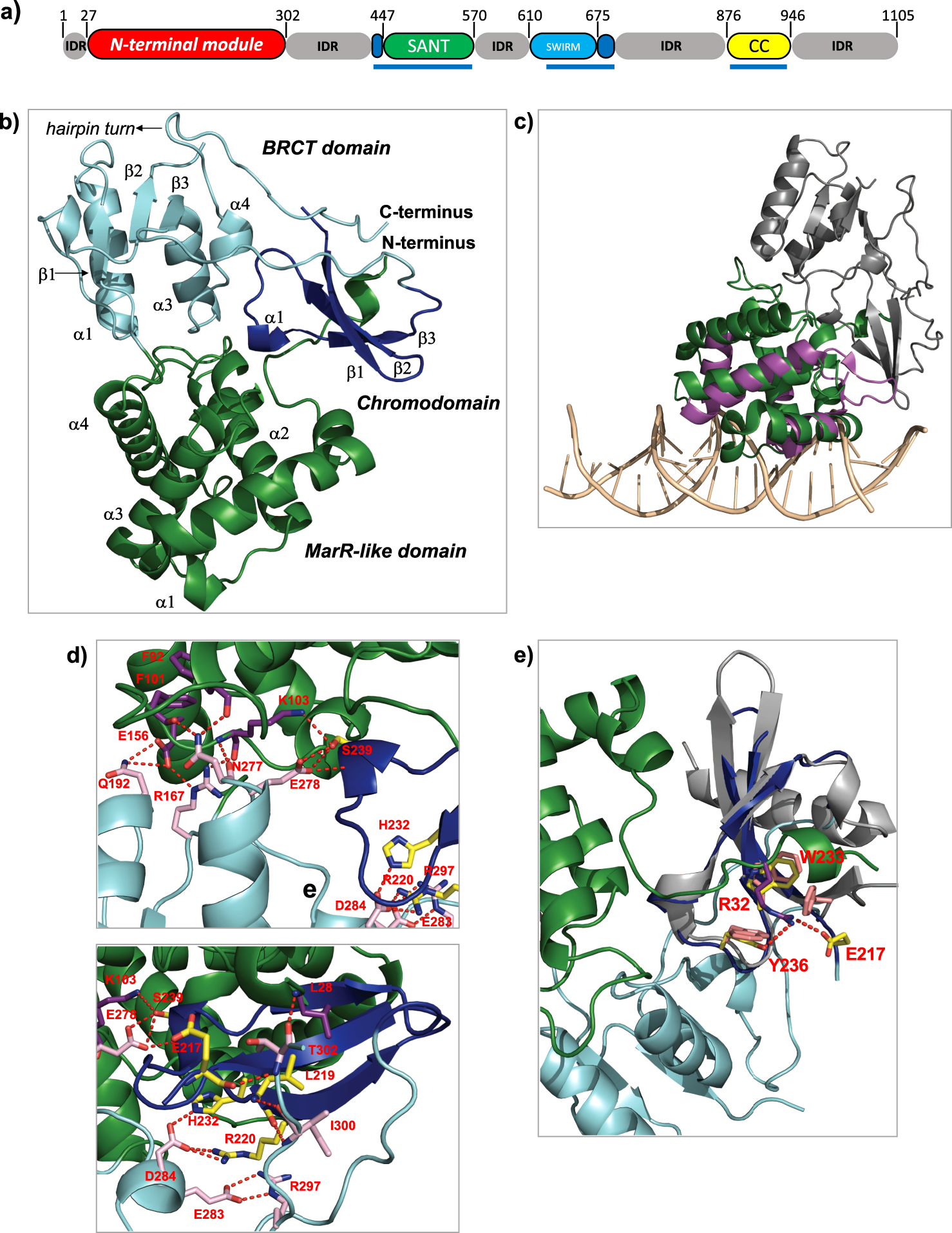 SWI/SNF subunit BAF155 N-terminus structure informs the impact of  cancer-associated mutations and reveals a potential drug binding site |  Communications Biology