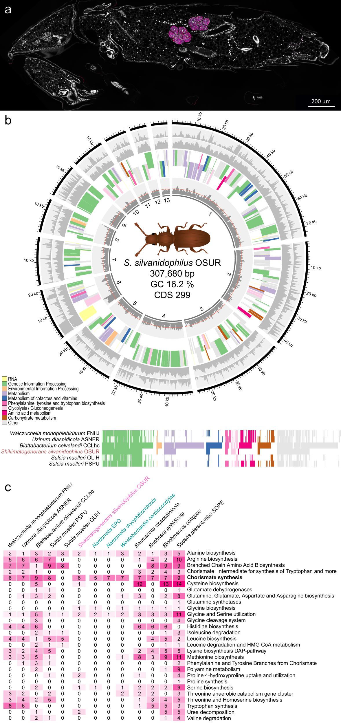 Inhibition Of A Nutritional Endosymbiont By Glyphosate Abolishes Mutualistic Benefit On Cuticle Synthesis In Oryzaephilus Surinamensis Communications Biology