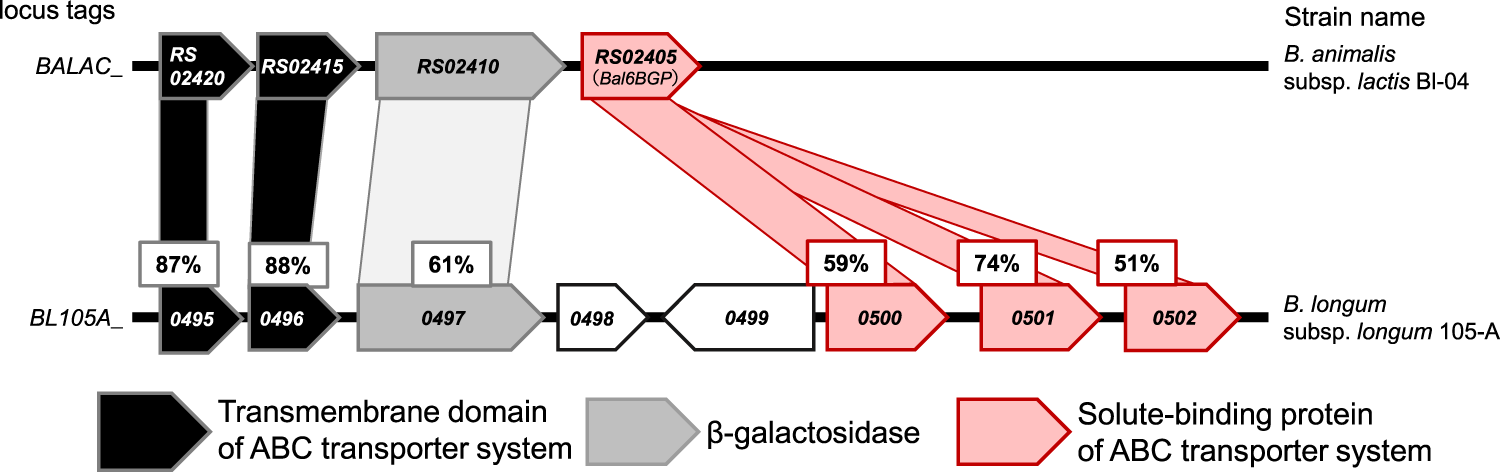Bifidobacterium Response To Lactulose Ingestion In The Gut Relies On A Solute Binding Protein Dependent Abc Transporter Communications Biology