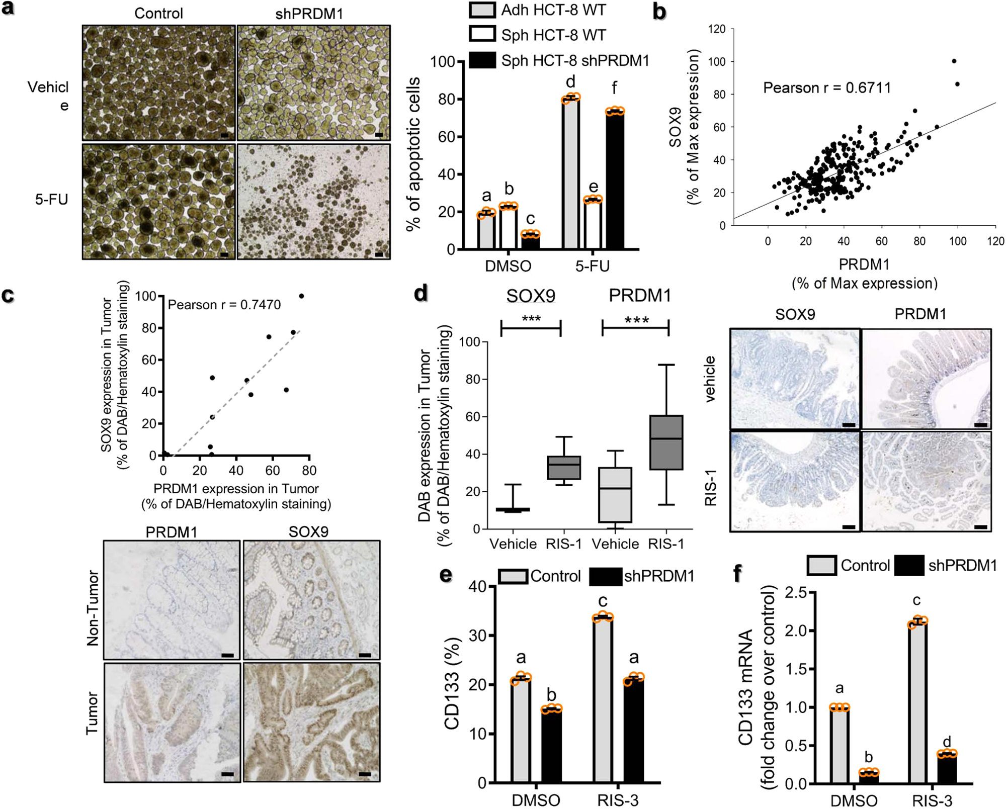 Fig. 8: Correlation between PRDM1 and stemness biomarkers in human CRC tissues and APCMin/+ mice.