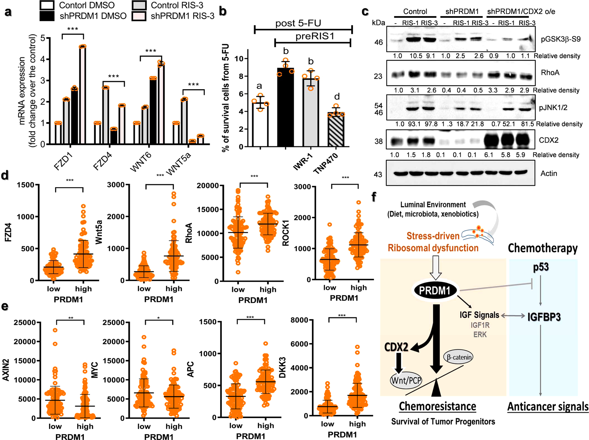 Fig. 9: Stemness-linked Wnt signals in ribosome-inactivated CRC.