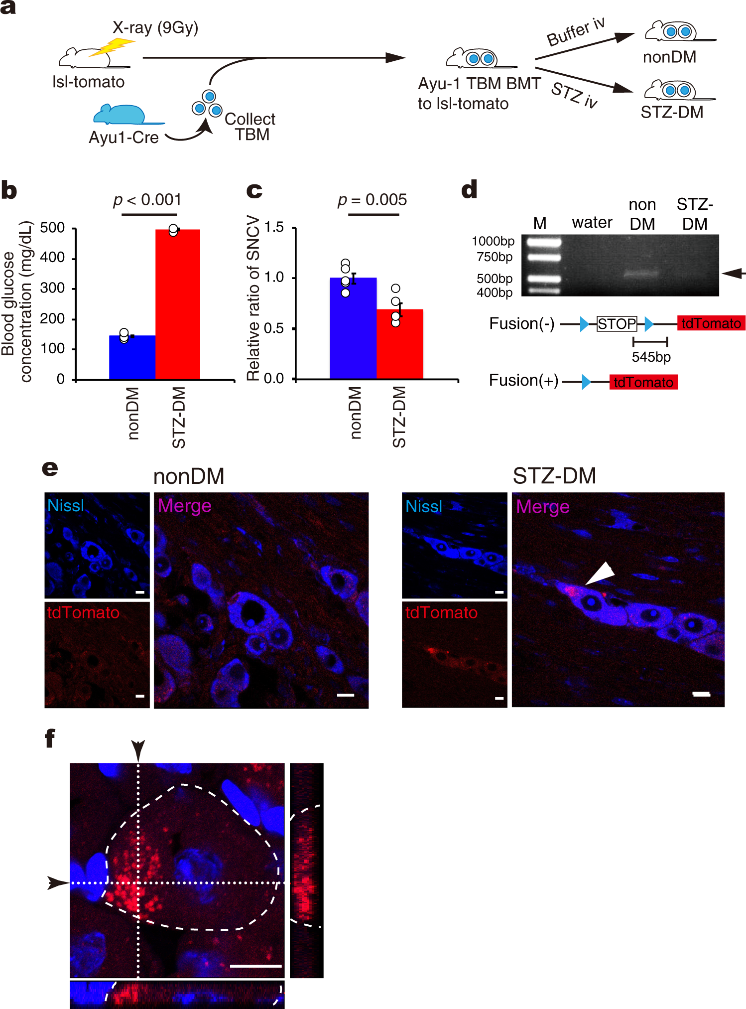 malfunctioning cd106 positive short term hematopoietic stem cells trigger diabetic neuropathy in mice by cell fusion communications biology