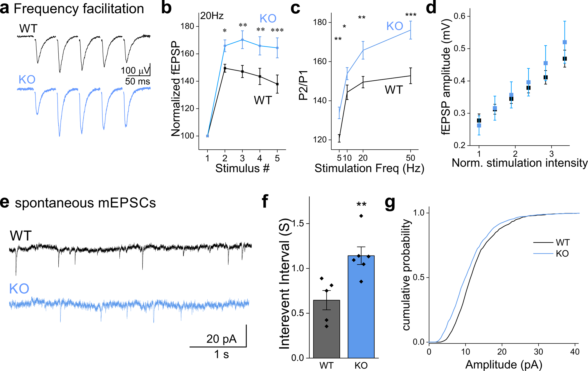 Fig. 5: Synapses in NCLX-KO slices exhibit higher frequency-facilitation and more frequent spontaneous activity.