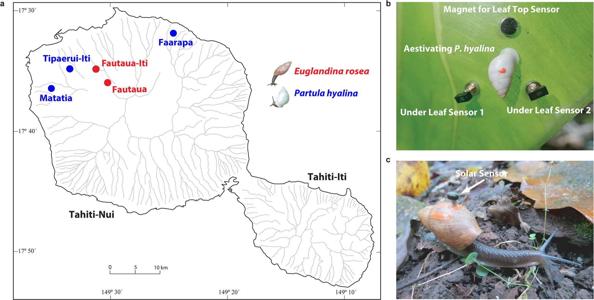 Millimeter Sized Smart Sensors Reveal That A Solar Refuge Protects Tree Snail Partula Hyalina From Extirpation Communications Biology