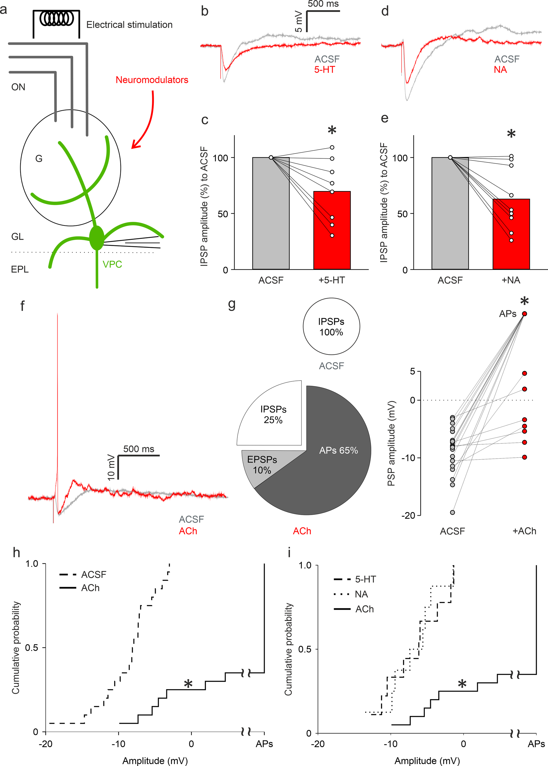 Fig. 2: Cholinergic modulation triggers excitatory responses and action potentials during ON stimulation of VPCs.