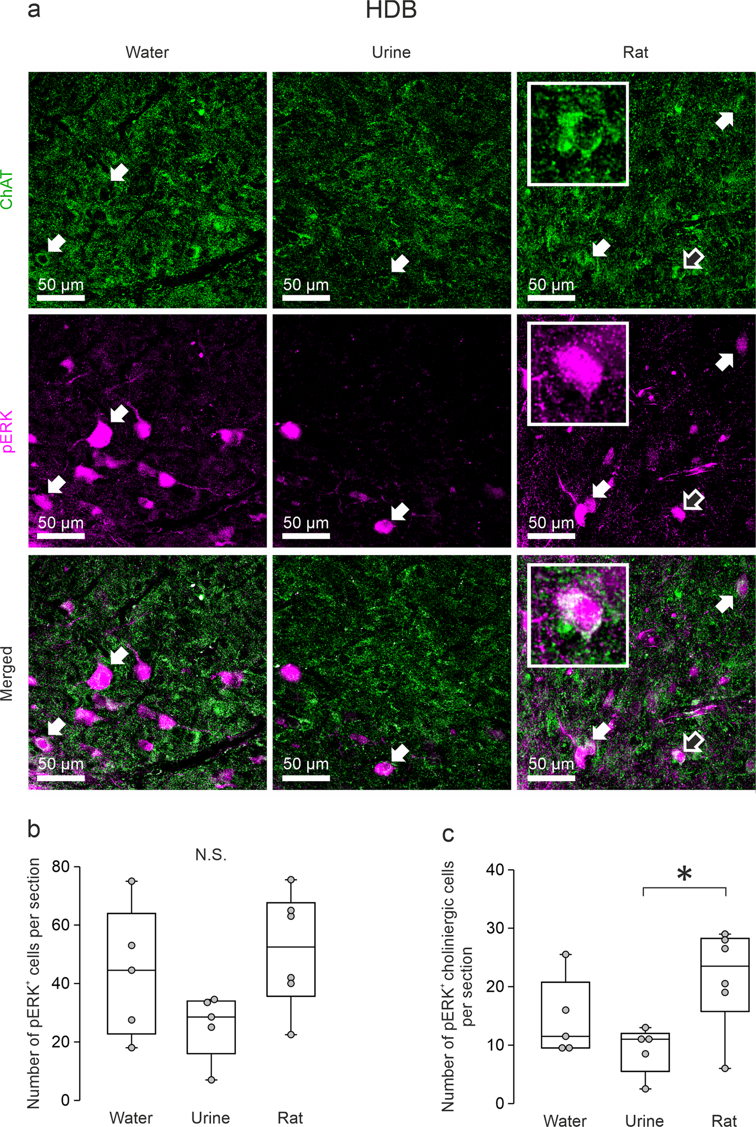 Fig. 5: Cholinergic cells in the horizontal limb of the diagonal band of Broca are activated during social interaction.