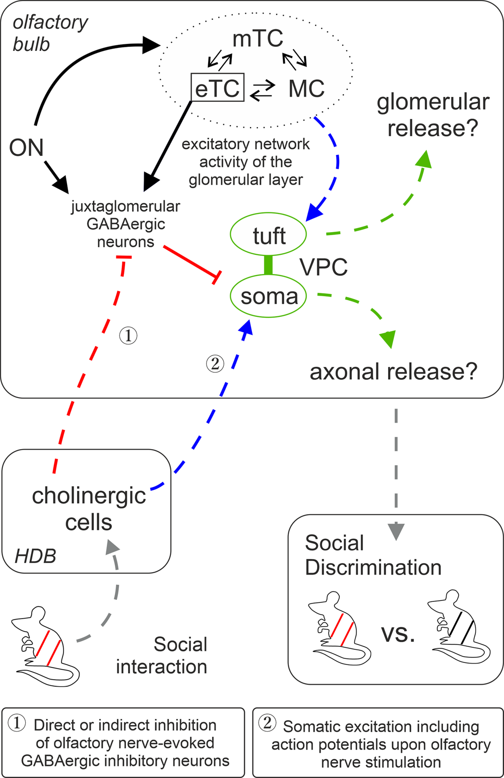 Fig. 7: Graphic summary of OB pathways involved in social discrimination.