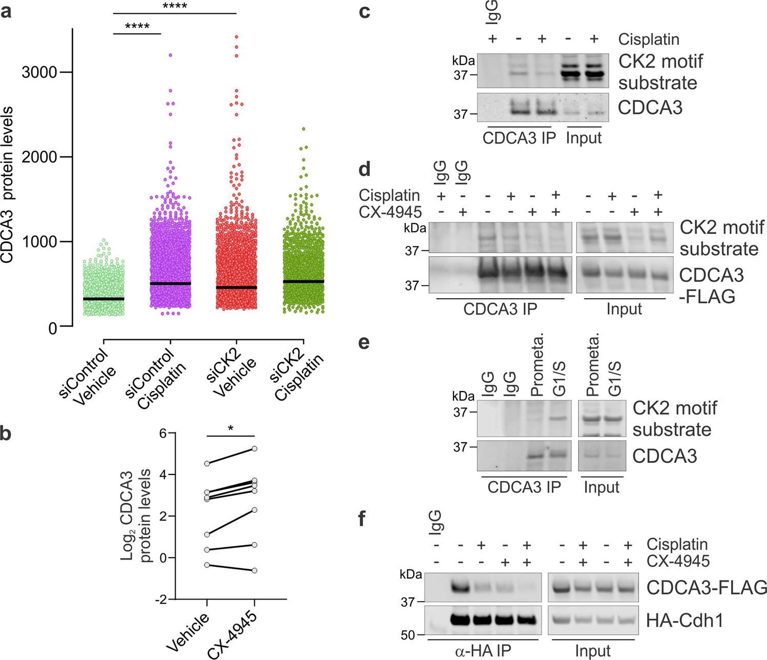 Fig. 5: Phosphorylation of CDCA3 by CK2 promotes its degradation by the APC/CCdh1.