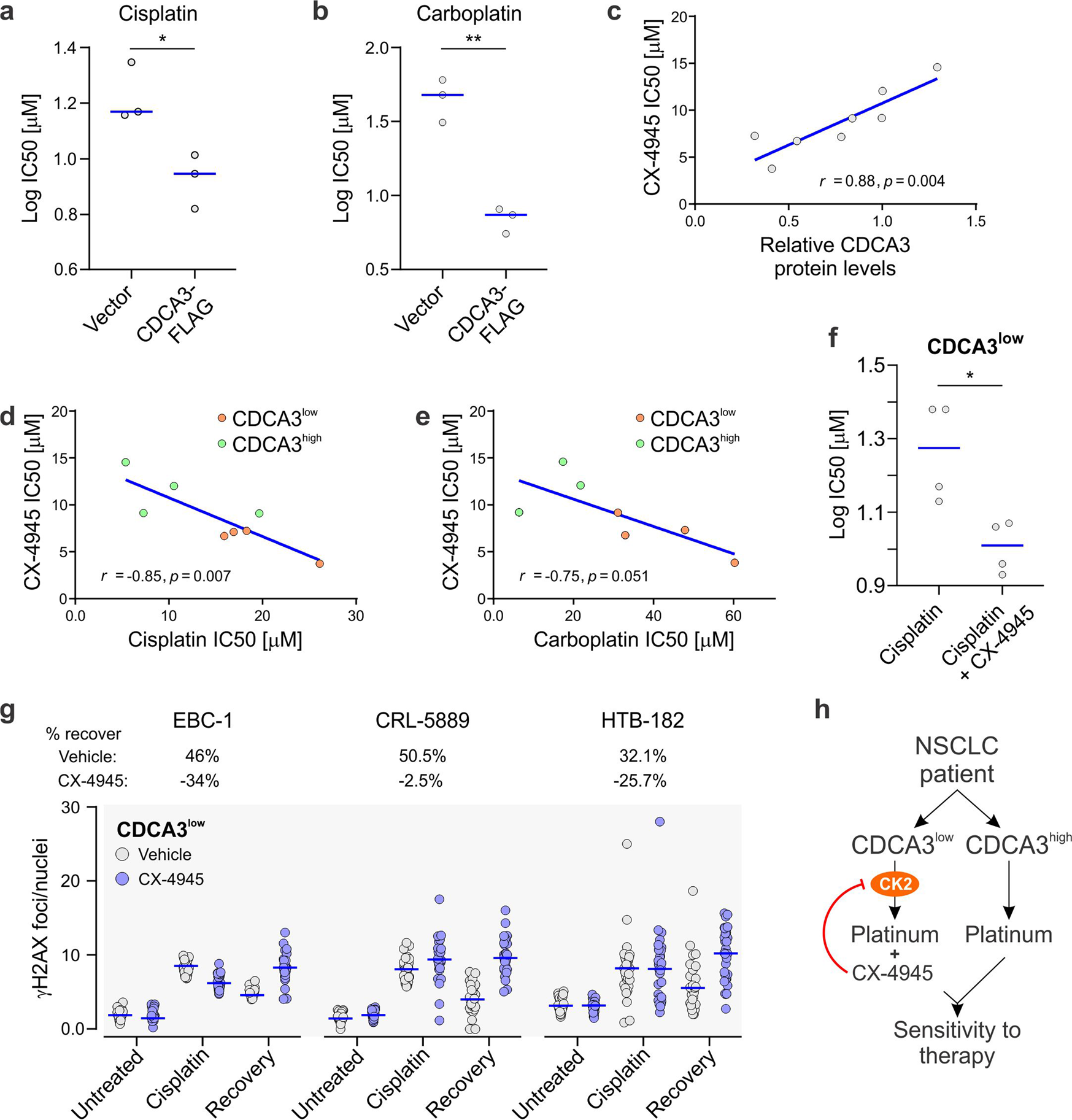 Fig. 6: Combining CK2 inhibitors with cisplatin in CDCA3low NSCLC.