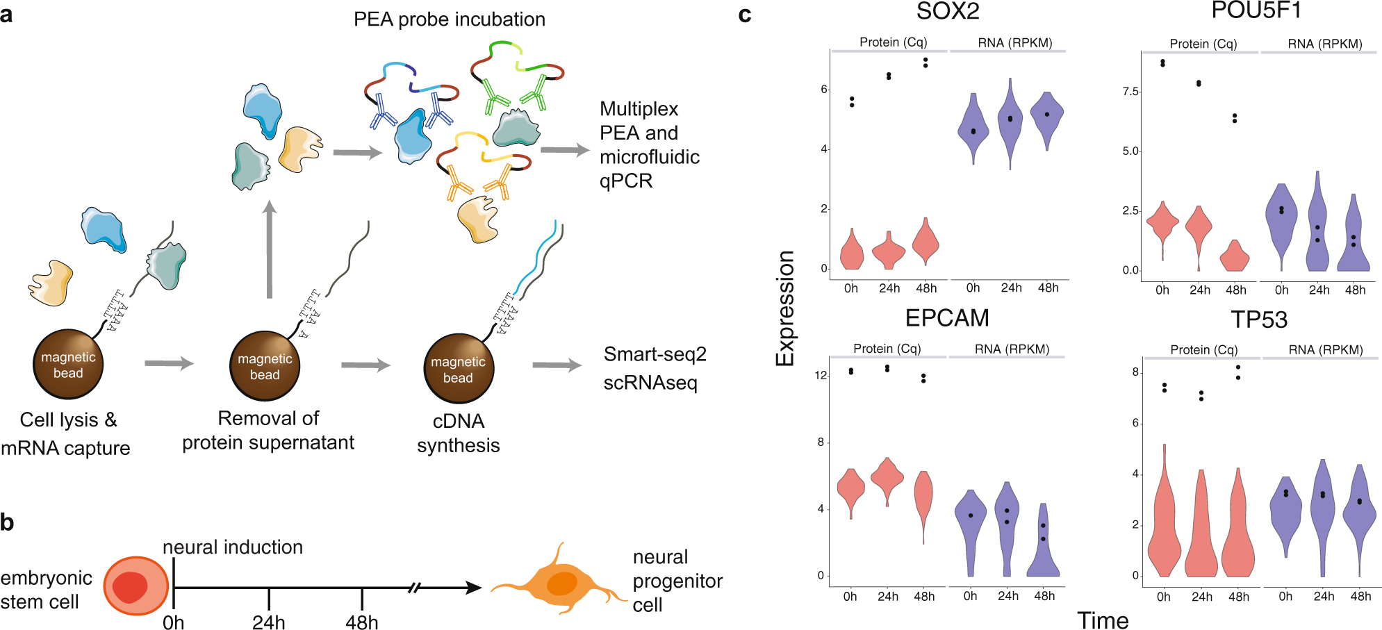 Life-cycle assessment of yeast-based single-cell protein