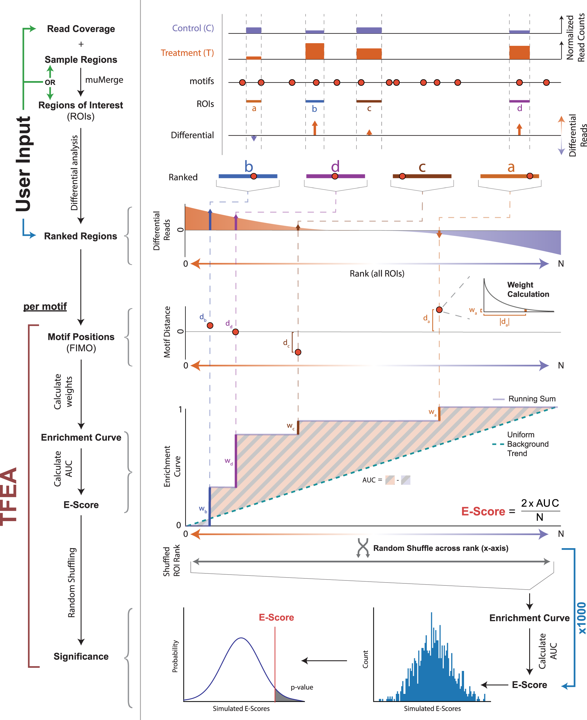 Transcription factor enrichment analysis (TFEA) quantifies the activity of  multiple transcription factors from a single experiment | Communications  Biology